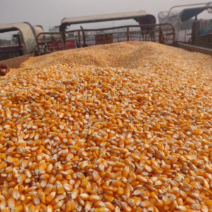 Yellow Maize/Corn