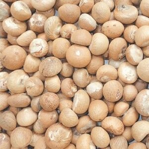BETEL NUT