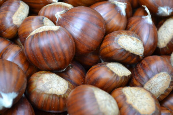Chest nuts kennel raw fresh chestnuts