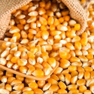 Yellow Corn & White Corn/Maize