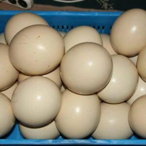 fresh fertile ostrich eggs