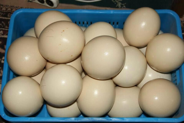 fresh fertile ostrich eggs