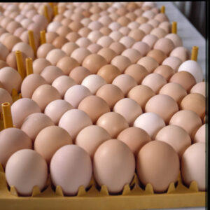 Fresh Farm White and Brown Chicken Table Eggs