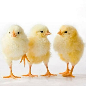 Day old broiler chicks