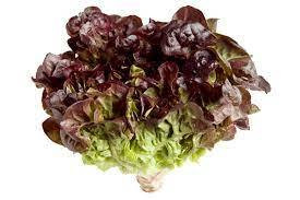 Red Oak Lettuce