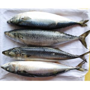 Frozen Fish Mackerel