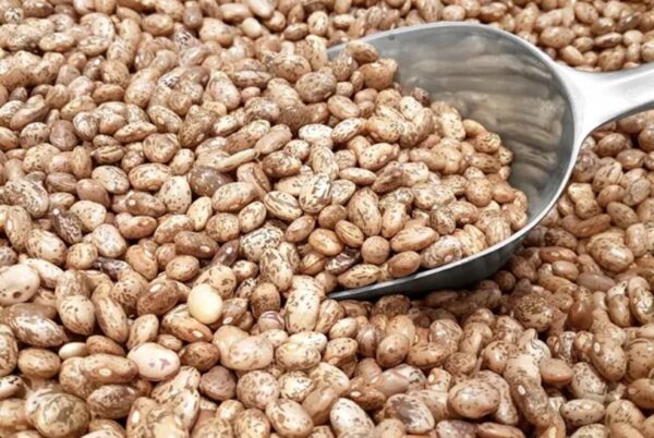 Pinto Kidney Beans