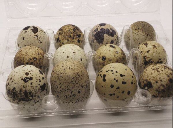 Quail Eggs, Fresh Table Eggs