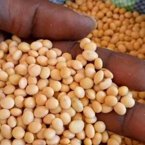 Soya beans seeds