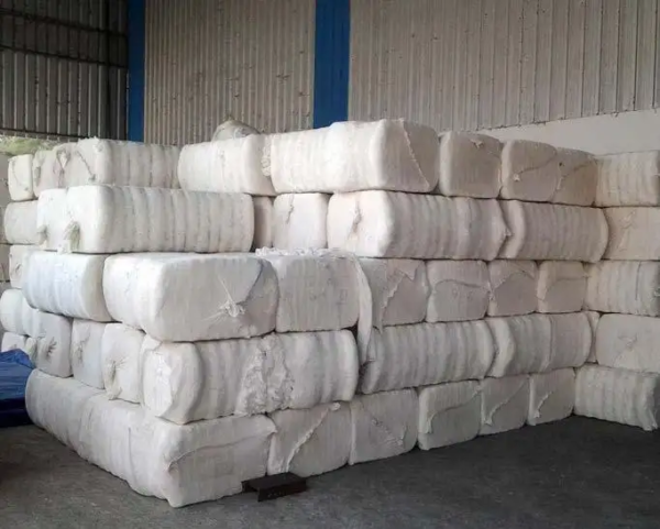 Grade A 100% Organic Raw Cotton